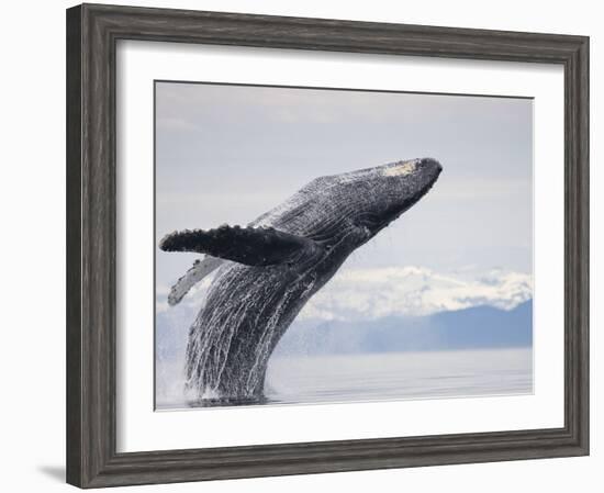 Humpback Whale Breaching in Frederick Sound-Paul Souders-Framed Photographic Print