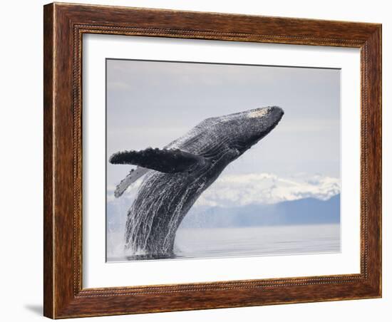 Humpback Whale Breaching in Frederick Sound-Paul Souders-Framed Photographic Print