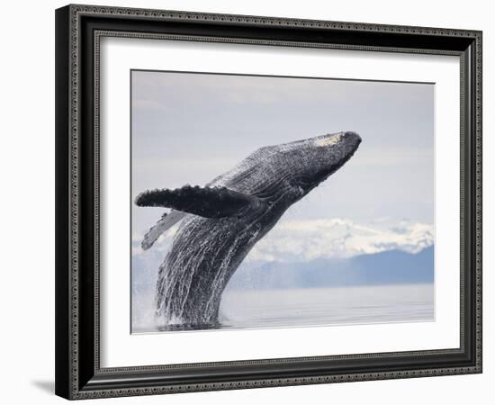 Humpback Whale Breaching in Frederick Sound-Paul Souders-Framed Photographic Print