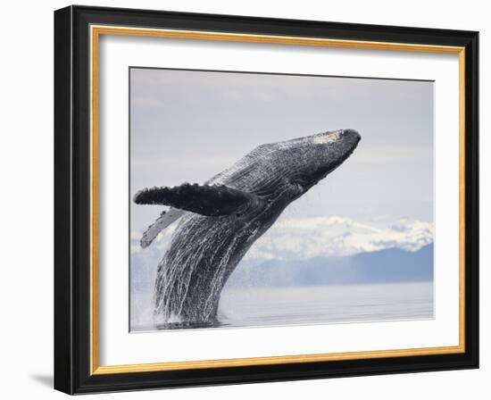Humpback Whale Breaching in Frederick Sound-Paul Souders-Framed Photographic Print