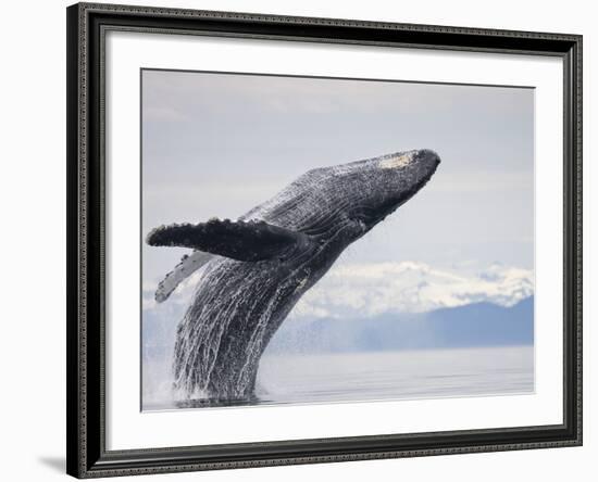 Humpback Whale Breaching in Frederick Sound-Paul Souders-Framed Photographic Print