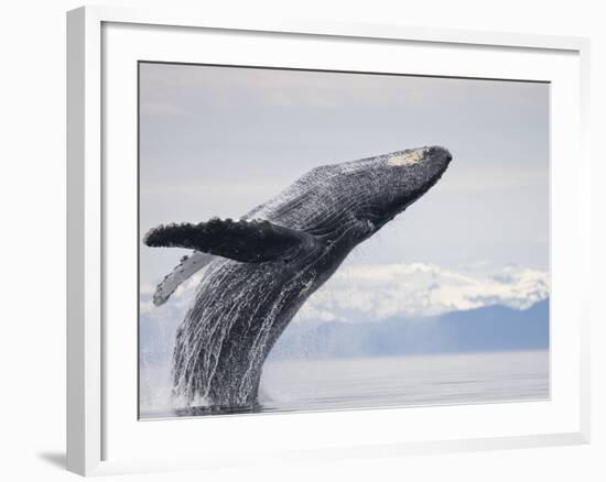 Humpback Whale Breaching in Frederick Sound-Paul Souders-Framed Photographic Print