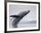 Humpback Whale Breaching in Frederick Sound-Paul Souders-Framed Photographic Print