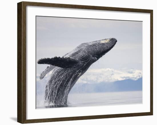 Humpback Whale Breaching in Frederick Sound-Paul Souders-Framed Photographic Print