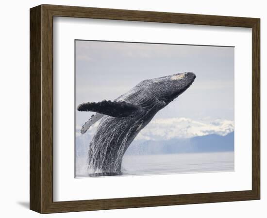 Humpback Whale Breaching in Frederick Sound-Paul Souders-Framed Photographic Print