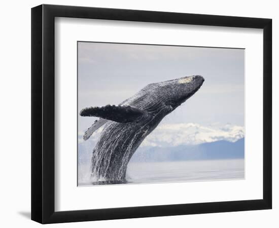 Humpback Whale Breaching in Frederick Sound-Paul Souders-Framed Photographic Print