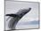 Humpback Whale Breaching in Frederick Sound-Paul Souders-Mounted Photographic Print