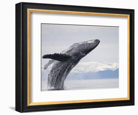 Humpback Whale Breaching in Frederick Sound-Paul Souders-Framed Photographic Print