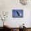 Humpback Whale Breaching, Inside Passage, Alaska, USA-Stuart Westmoreland-Photographic Print displayed on a wall