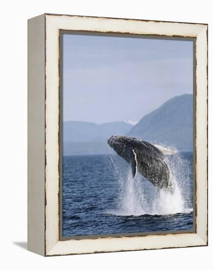 Humpback Whale Breaching, Inside Passage, Alaska, USA-Stuart Westmoreland-Framed Premier Image Canvas