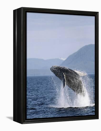 Humpback Whale Breaching, Inside Passage, Alaska, USA-Stuart Westmoreland-Framed Premier Image Canvas