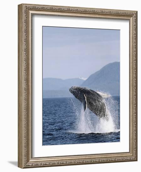 Humpback Whale Breaching, Inside Passage, Alaska, USA-Stuart Westmoreland-Framed Photographic Print