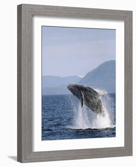 Humpback Whale Breaching, Inside Passage, Alaska, USA-Stuart Westmoreland-Framed Photographic Print