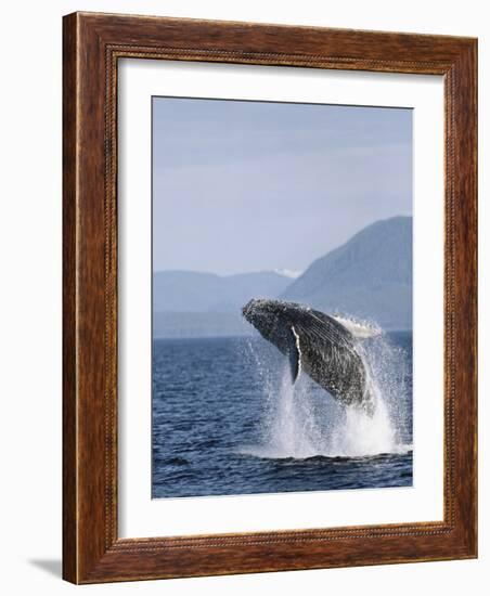 Humpback Whale Breaching, Inside Passage, Alaska, USA-Stuart Westmoreland-Framed Photographic Print