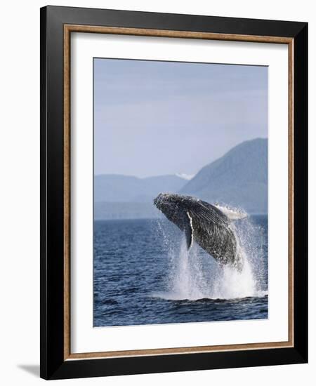 Humpback Whale Breaching, Inside Passage, Alaska, USA-Stuart Westmoreland-Framed Photographic Print