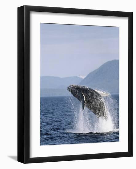 Humpback Whale Breaching, Inside Passage, Alaska, USA-Stuart Westmoreland-Framed Photographic Print