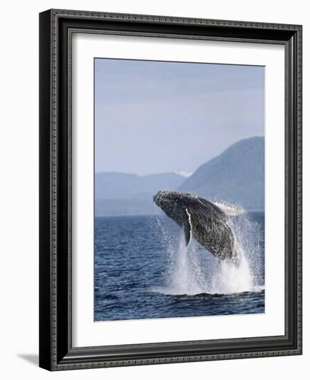 Humpback Whale Breaching, Inside Passage, Alaska, USA-Stuart Westmoreland-Framed Photographic Print