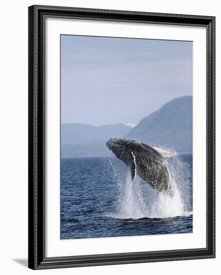 Humpback Whale Breaching, Inside Passage, Alaska, USA-Stuart Westmoreland-Framed Photographic Print