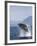 Humpback Whale Breaching, Inside Passage, Alaska, USA-Stuart Westmoreland-Framed Photographic Print