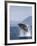 Humpback Whale Breaching, Inside Passage, Alaska, USA-Stuart Westmoreland-Framed Photographic Print