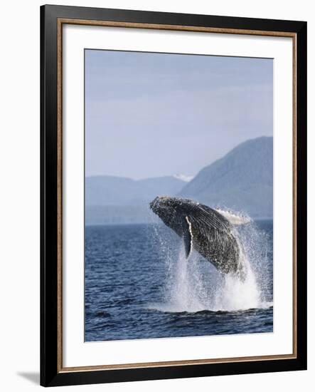 Humpback Whale Breaching, Inside Passage, Alaska, USA-Stuart Westmoreland-Framed Photographic Print
