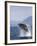 Humpback Whale Breaching, Inside Passage, Alaska, USA-Stuart Westmoreland-Framed Photographic Print