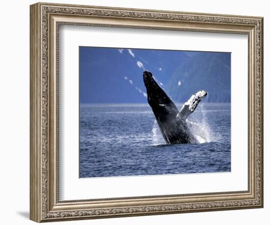 Humpback Whale Breaching, Inside Passage, Alaska, USA-Stuart Westmoreland-Framed Photographic Print