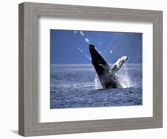 Humpback Whale Breaching, Inside Passage, Alaska, USA-Stuart Westmoreland-Framed Photographic Print