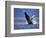 Humpback Whale Breaching, Inside Passage, Alaska, USA-Stuart Westmoreland-Framed Photographic Print