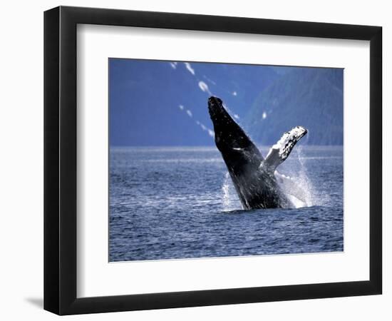 Humpback Whale Breaching, Inside Passage, Alaska, USA-Stuart Westmoreland-Framed Photographic Print