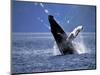 Humpback Whale Breaching, Inside Passage, Alaska, USA-Stuart Westmoreland-Mounted Photographic Print