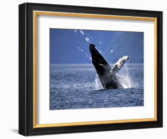 Humpback Whale Breaching, Inside Passage, Alaska, USA-Stuart Westmoreland-Framed Photographic Print