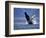 Humpback Whale Breaching, Inside Passage, Alaska, USA-Stuart Westmoreland-Framed Photographic Print