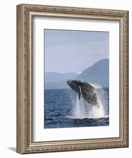 Humpback Whale Breaching, Inside Passage, Alaska, USA-Stuart Westmoreland-Framed Photographic Print