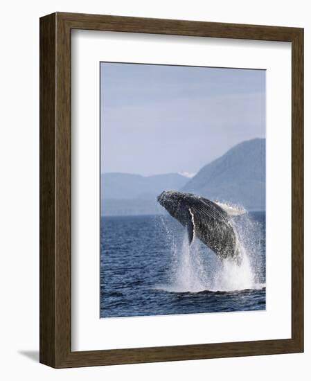 Humpback Whale Breaching, Inside Passage, Alaska, USA-Stuart Westmoreland-Framed Photographic Print