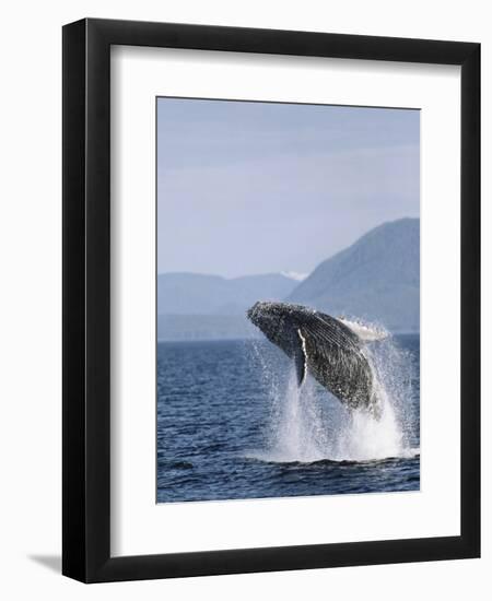 Humpback Whale Breaching, Inside Passage, Alaska, USA-Stuart Westmoreland-Framed Photographic Print