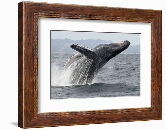 Humpback whale breaching - leaping out of the water, Baja California, Mexico-Mark Carwardine-Framed Photographic Print