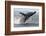 Humpback whale breaching - leaping out of the water, Baja California, Mexico-Mark Carwardine-Framed Photographic Print