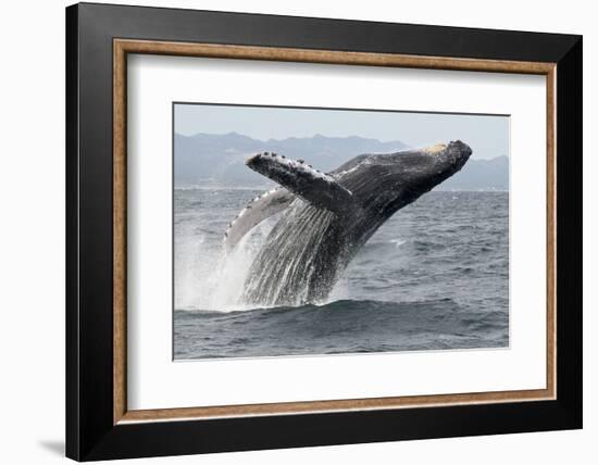 Humpback whale breaching - leaping out of the water, Baja California, Mexico-Mark Carwardine-Framed Photographic Print