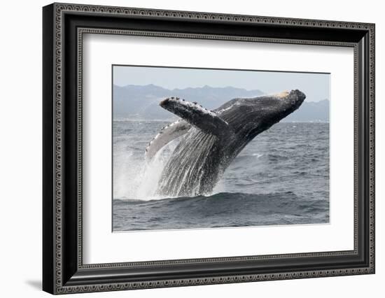 Humpback whale breaching - leaping out of the water, Baja California, Mexico-Mark Carwardine-Framed Photographic Print