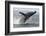 Humpback whale breaching - leaping out of the water, Baja California, Mexico-Mark Carwardine-Framed Photographic Print