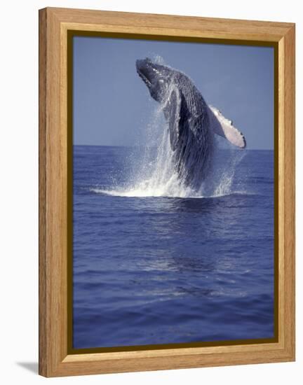 Humpback Whale Breaching-Michele Westmorland-Framed Premier Image Canvas