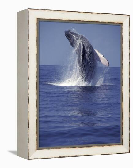 Humpback Whale Breaching-Michele Westmorland-Framed Premier Image Canvas
