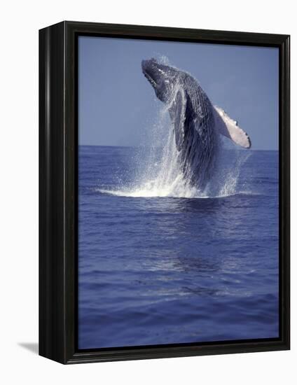 Humpback Whale Breaching-Michele Westmorland-Framed Premier Image Canvas