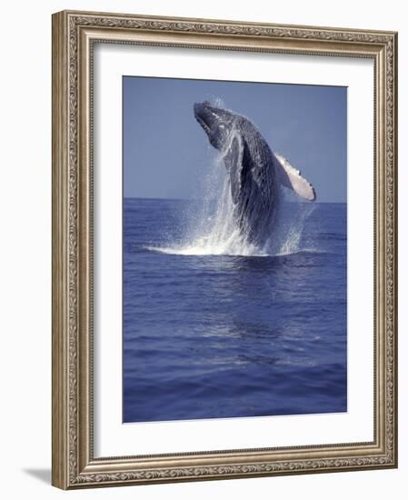 Humpback Whale Breaching-Michele Westmorland-Framed Photographic Print