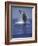 Humpback Whale Breaching-Michele Westmorland-Framed Photographic Print