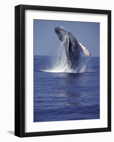 Humpback Whale Breaching-Michele Westmorland-Framed Photographic Print