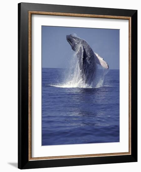 Humpback Whale Breaching-Michele Westmorland-Framed Photographic Print