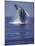 Humpback Whale Breaching-Michele Westmorland-Mounted Photographic Print