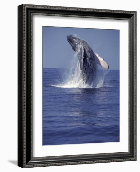 Humpback Whale Breaching-Michele Westmorland-Framed Photographic Print